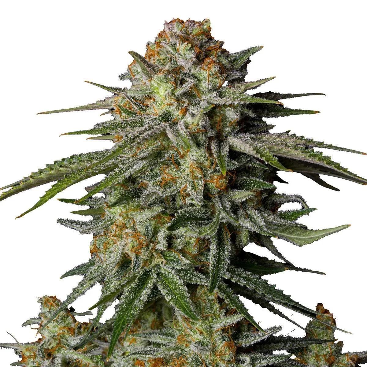 GG4 Sherbet FF
