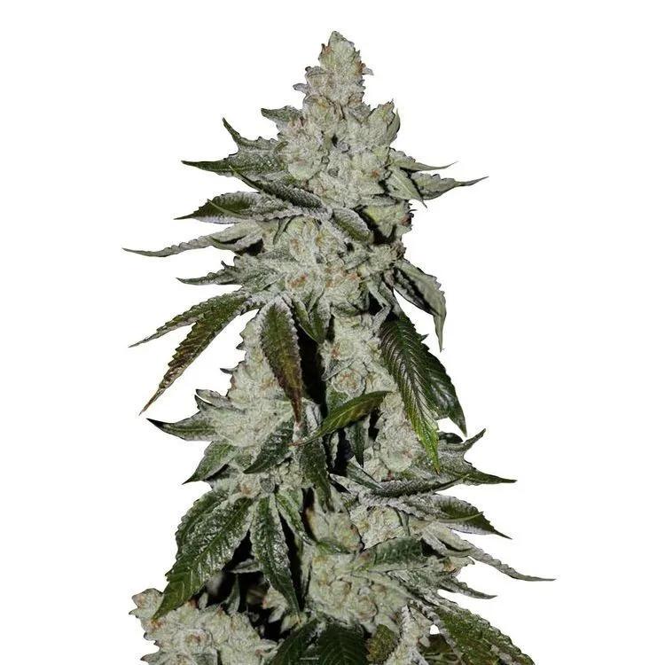 Girl Scout Cookies Auto