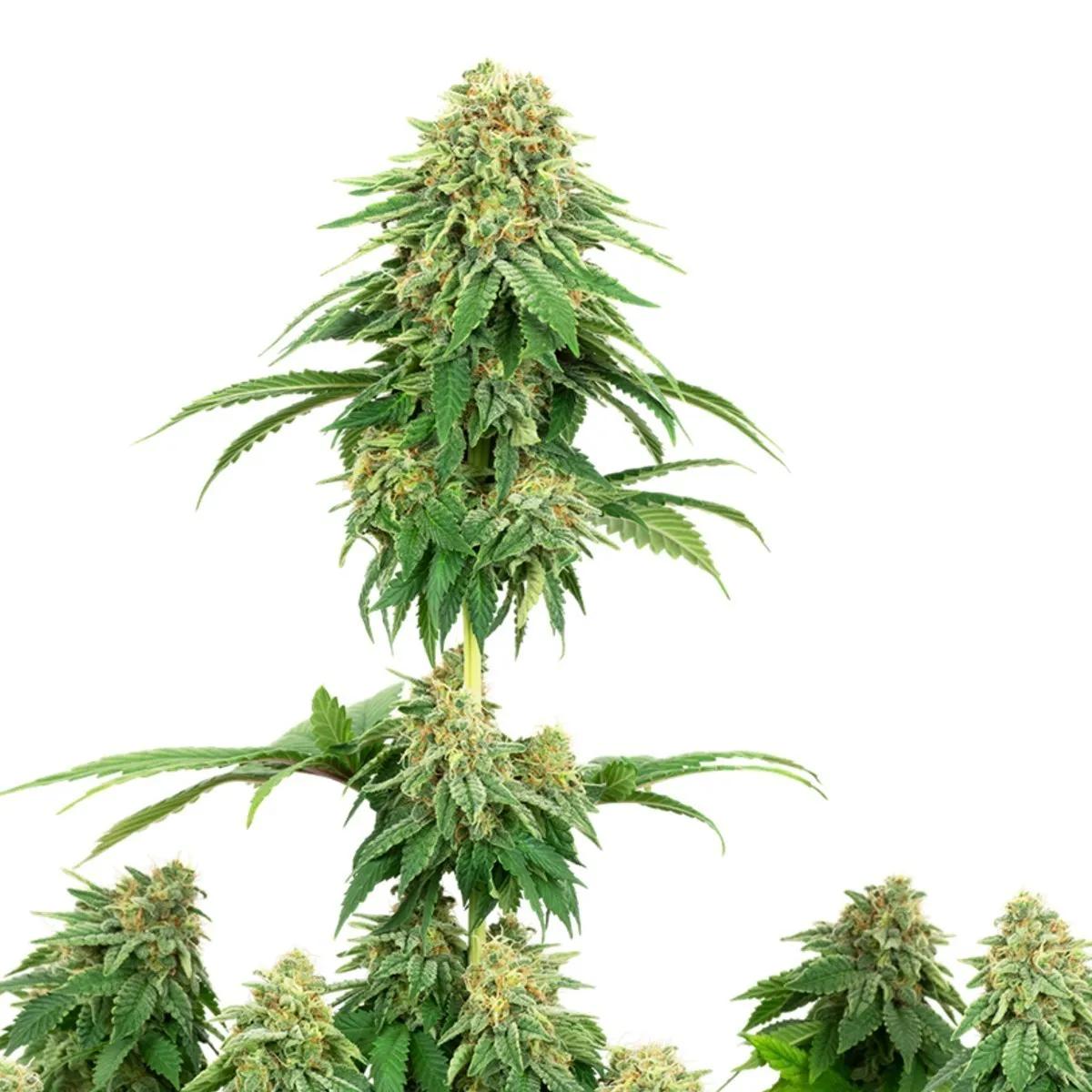 Girl Scout Cookies