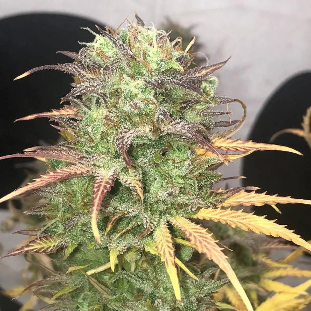Girl Scout Kush
