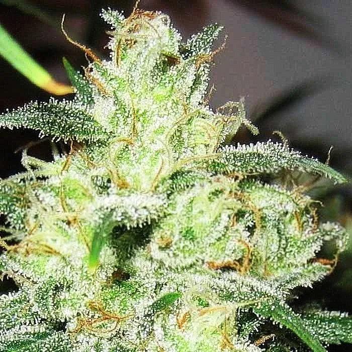 Gorilla x Cheese