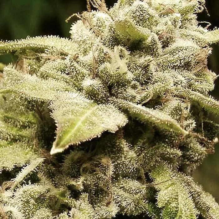 Gorilla x White Widow