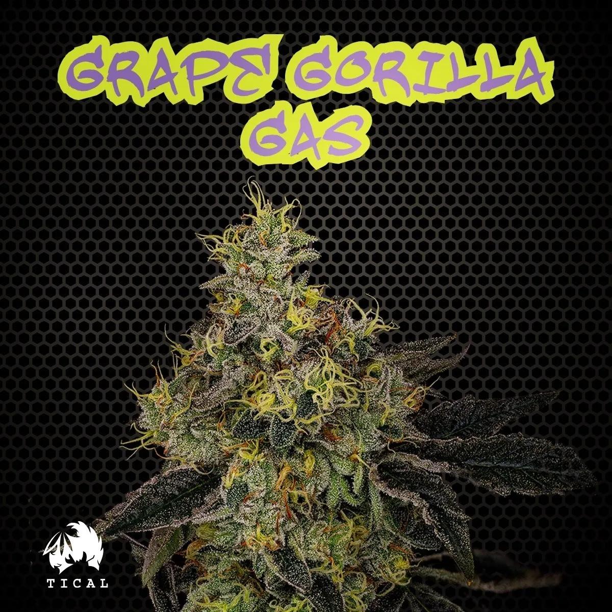 Grape Gorilla Gas (TICAL)