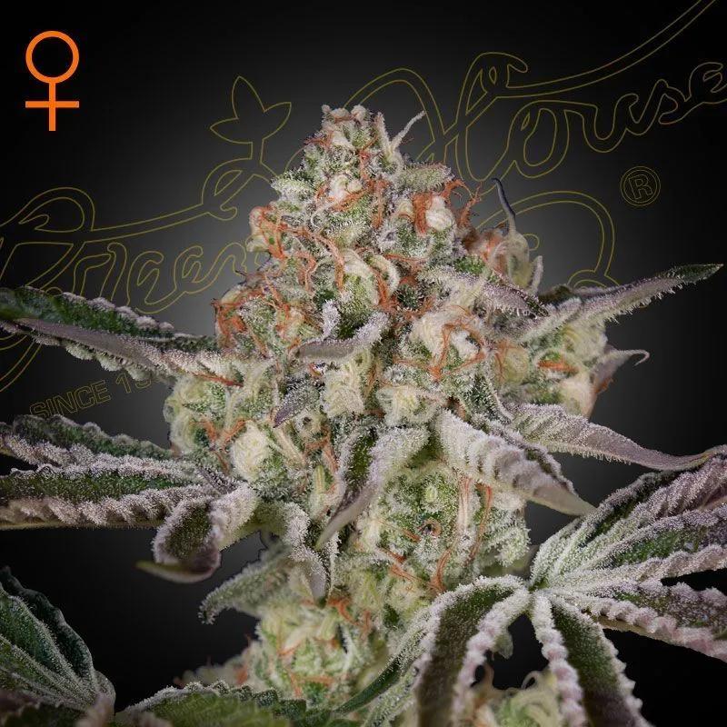Great White Shark