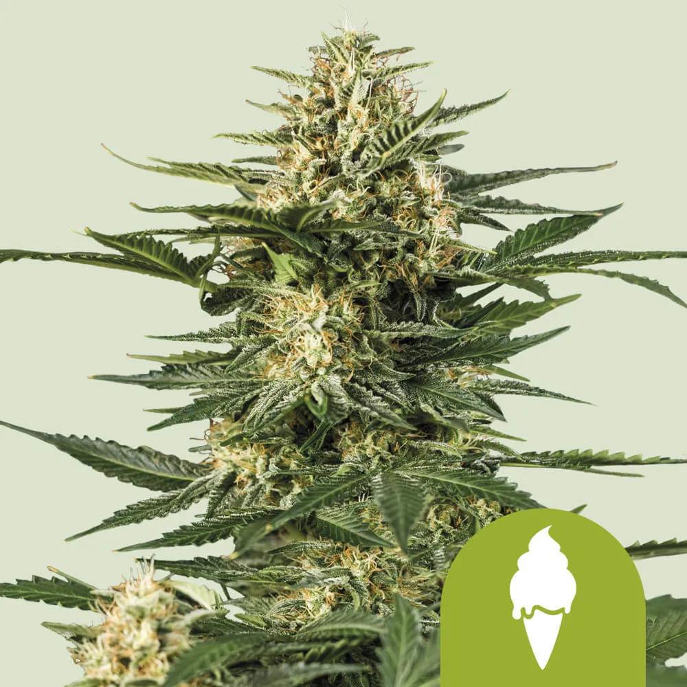 Green Gelato