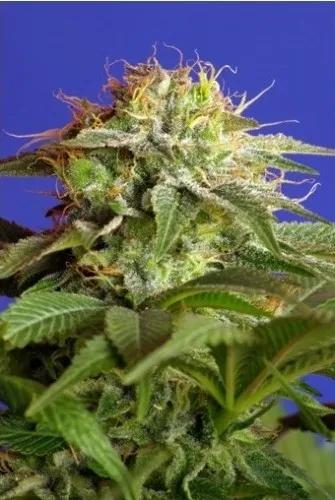Green Poison