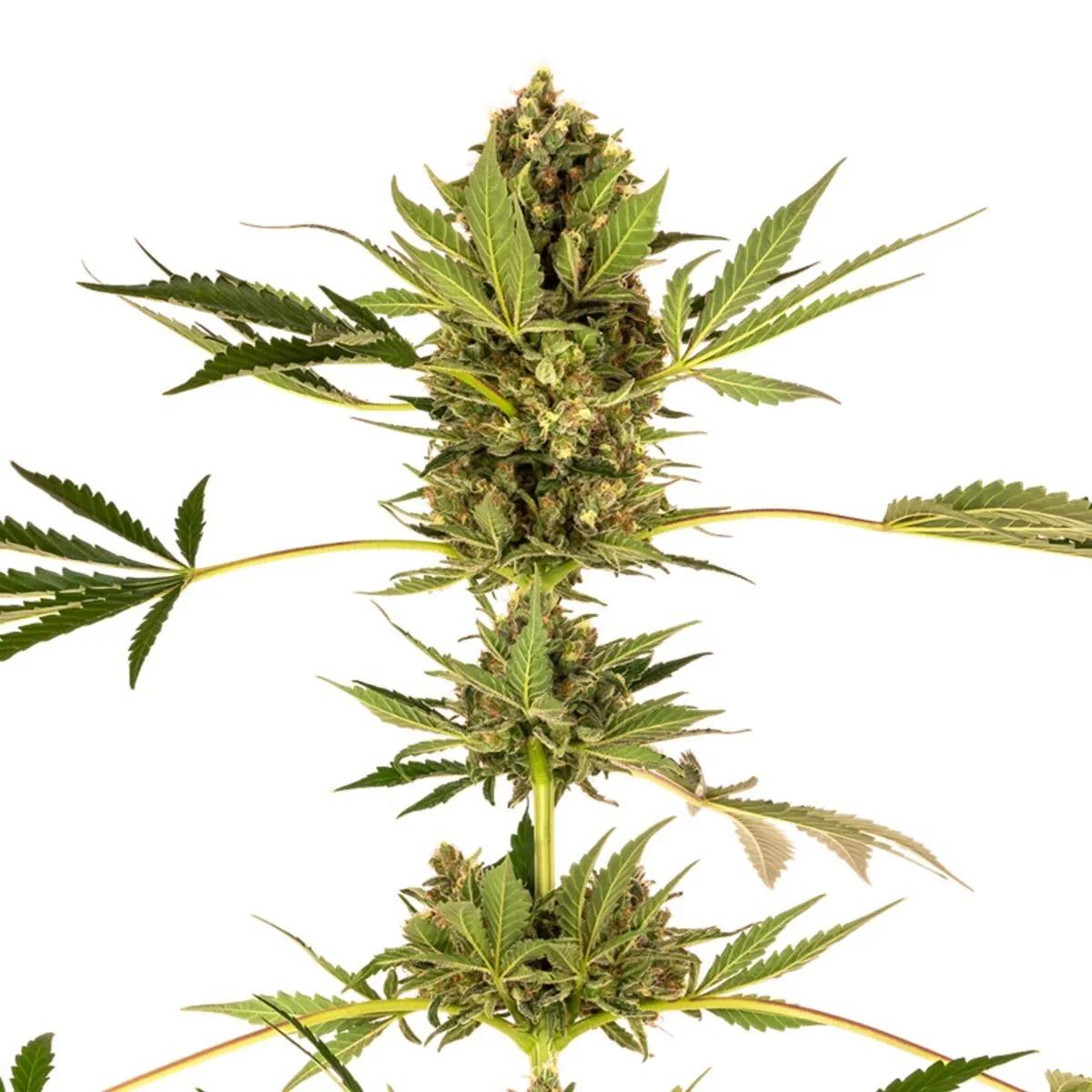 Himalayan CBD