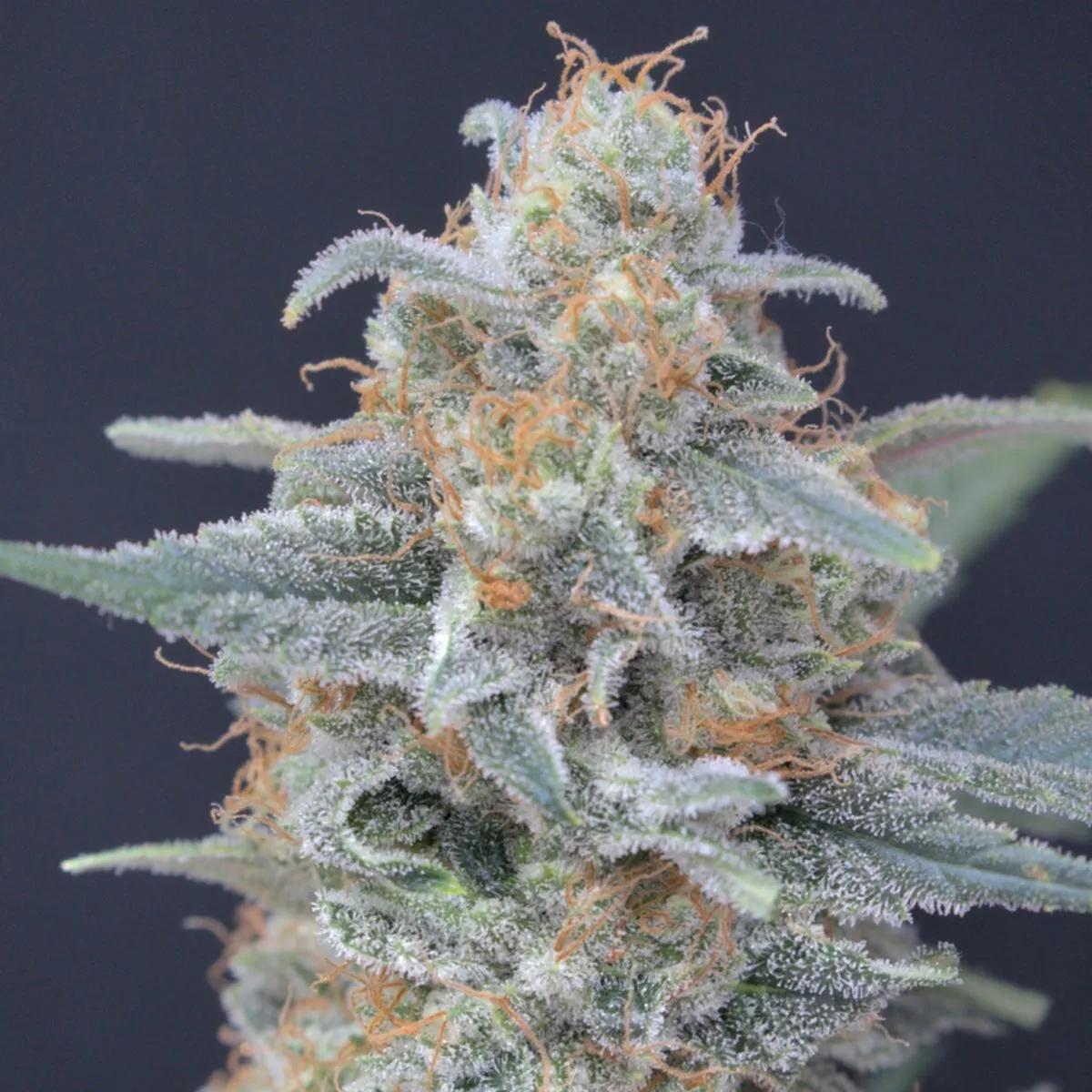 Honeyed Cream Dream