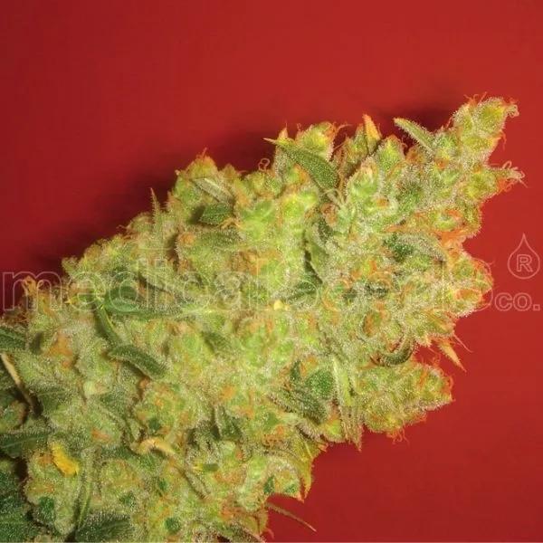 Jack La Mota