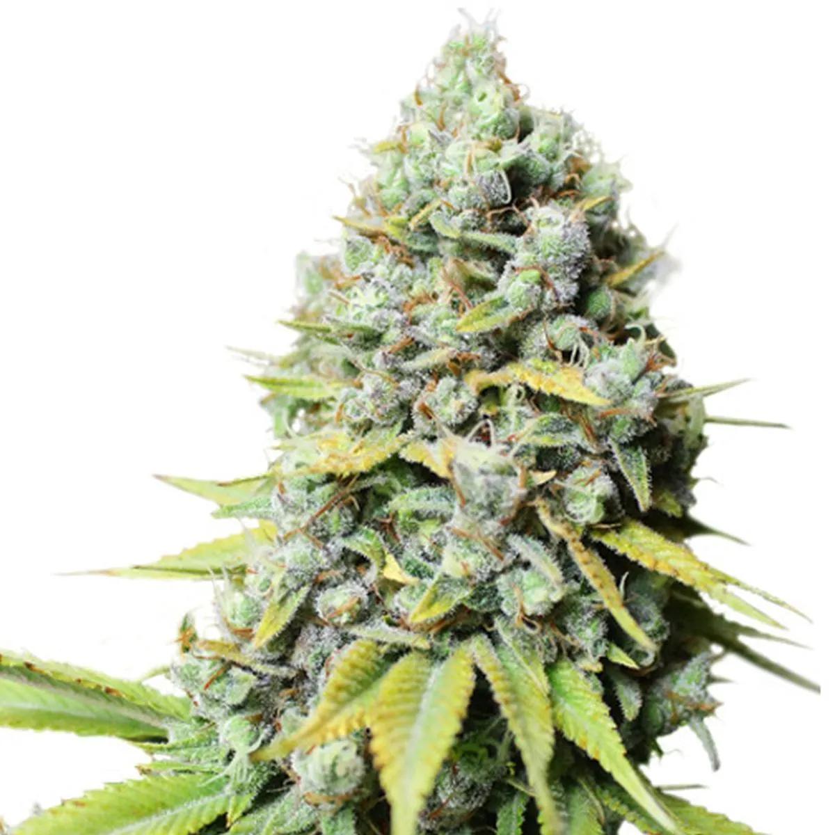 Kosher Haze