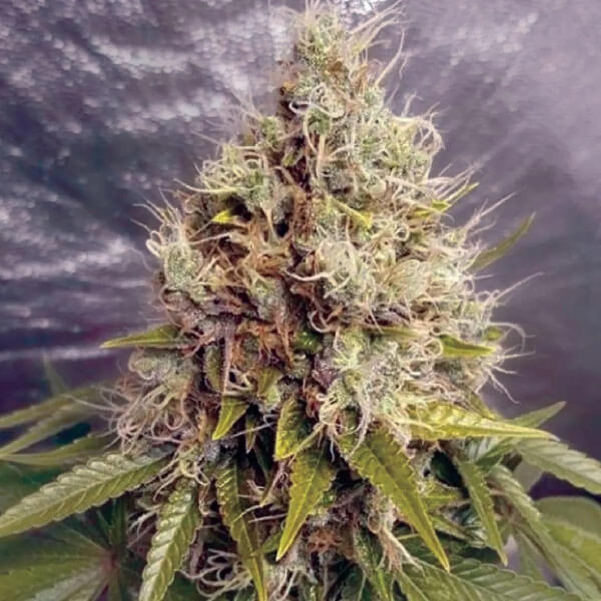 Kush Mass