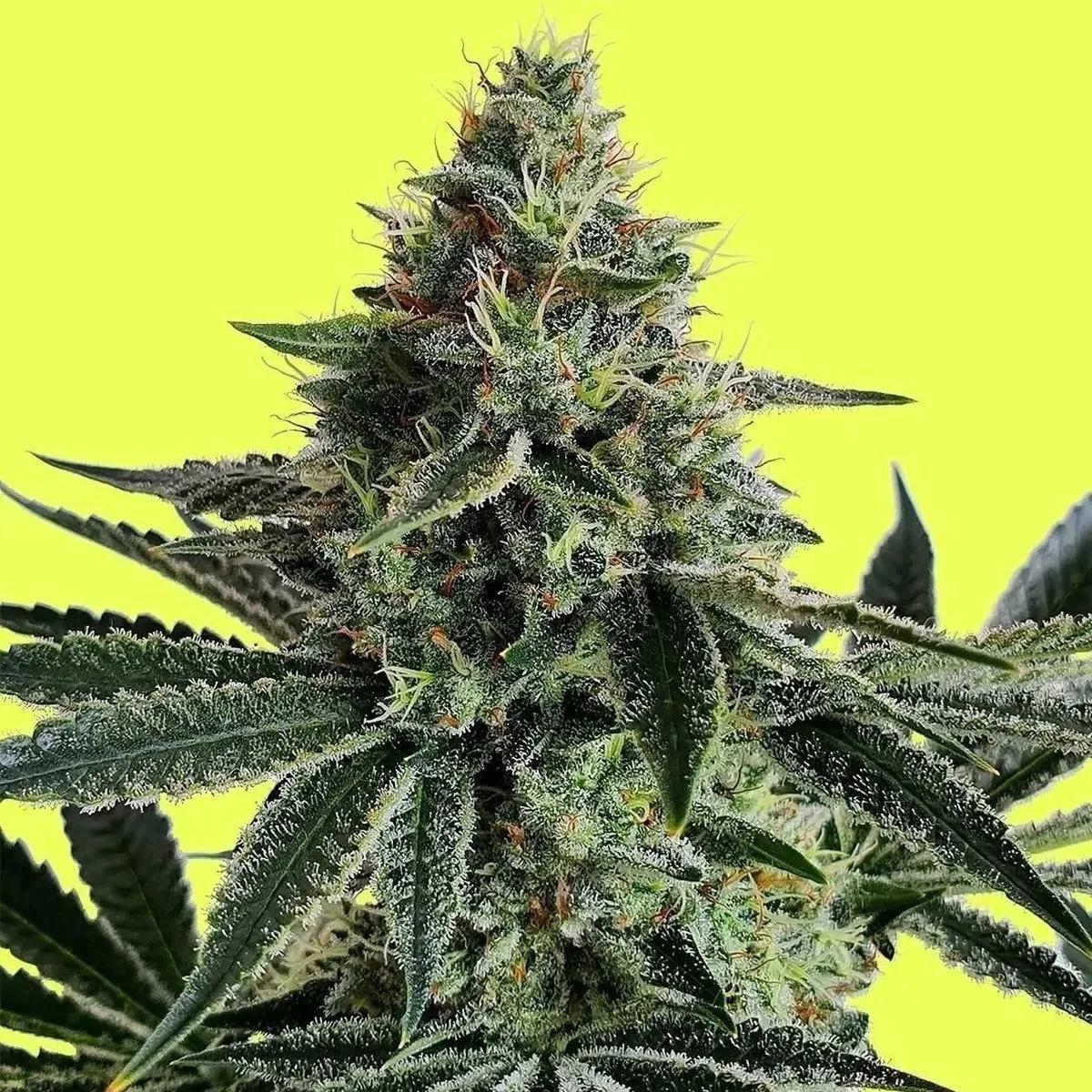 Lemon Storm