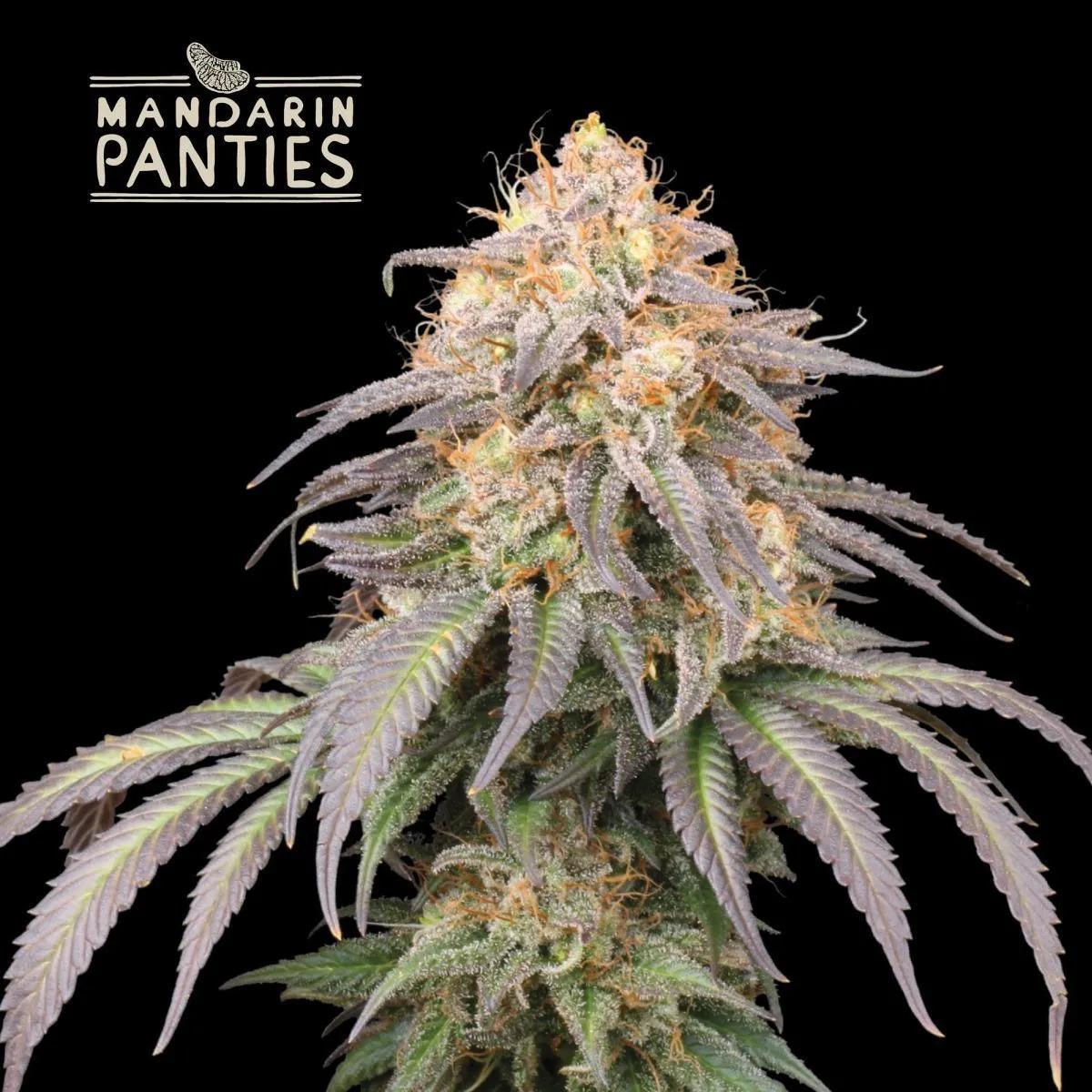 Mandarin Panties Auto (Seedstockers)