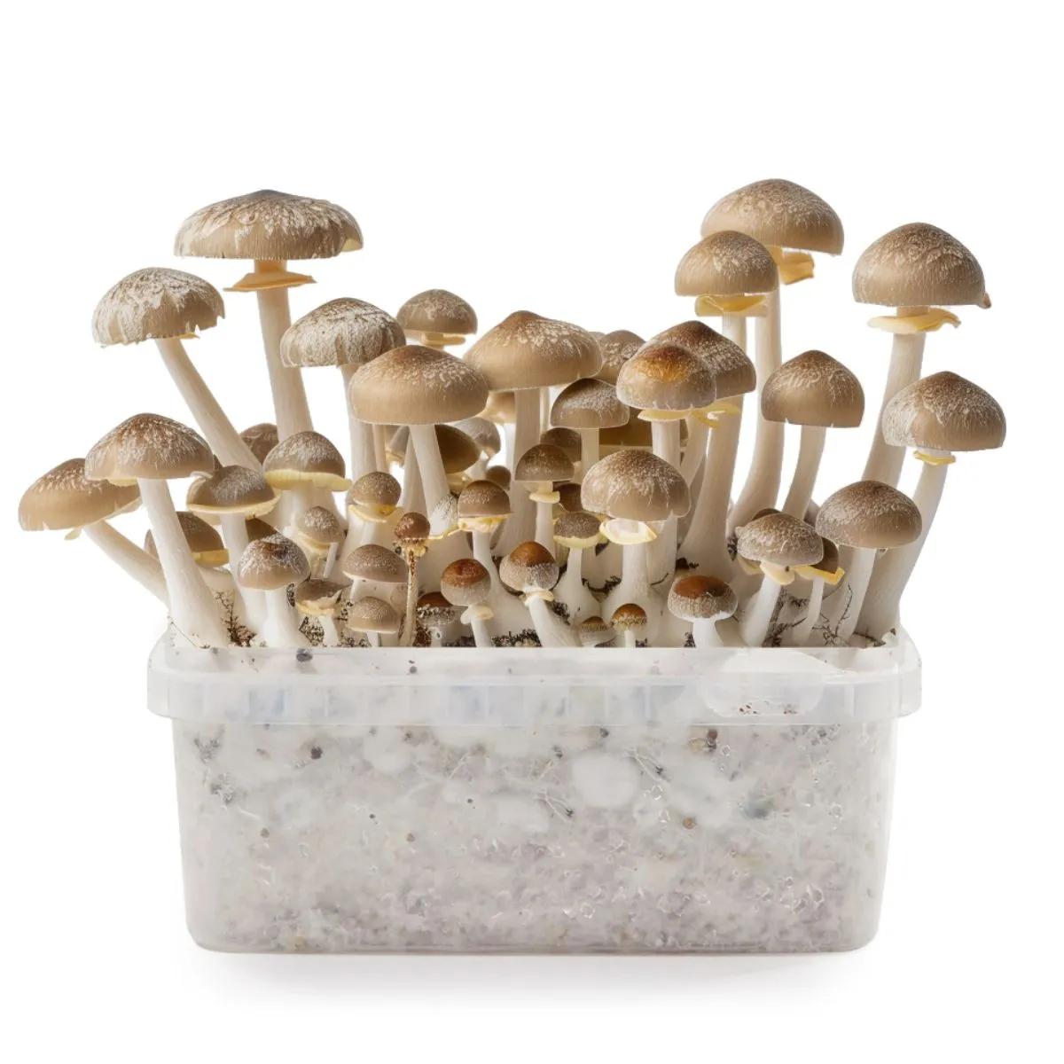 Mexican magic mushroom growkit