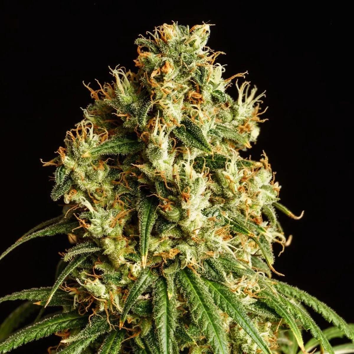 Mimosa Dream
