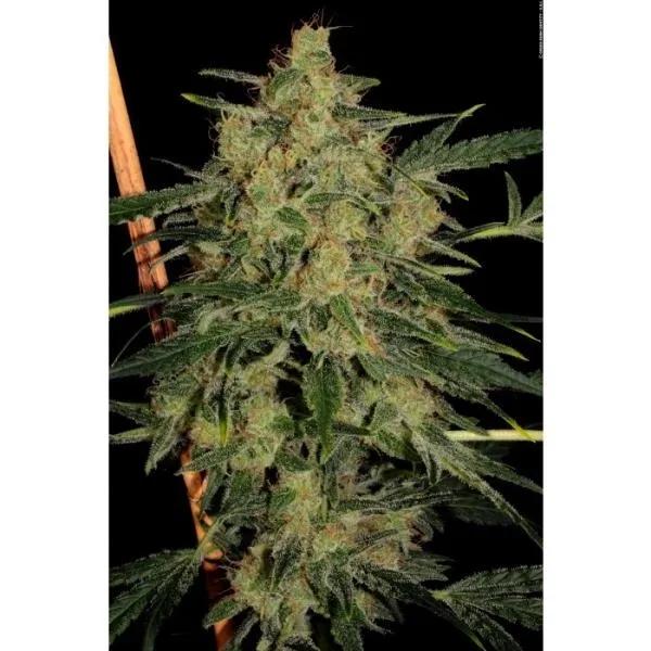Nebula II CBD