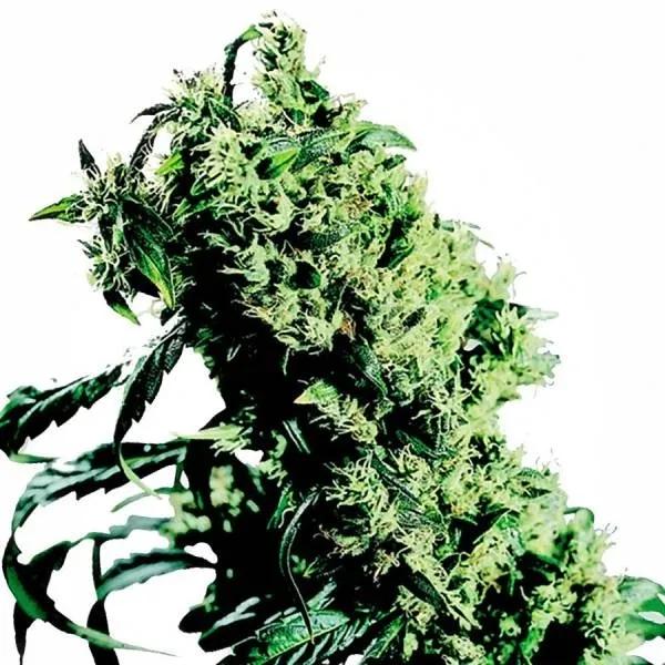 Northern Lights 5 x Haze