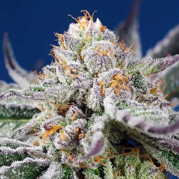 Orange Apricot Glue XL