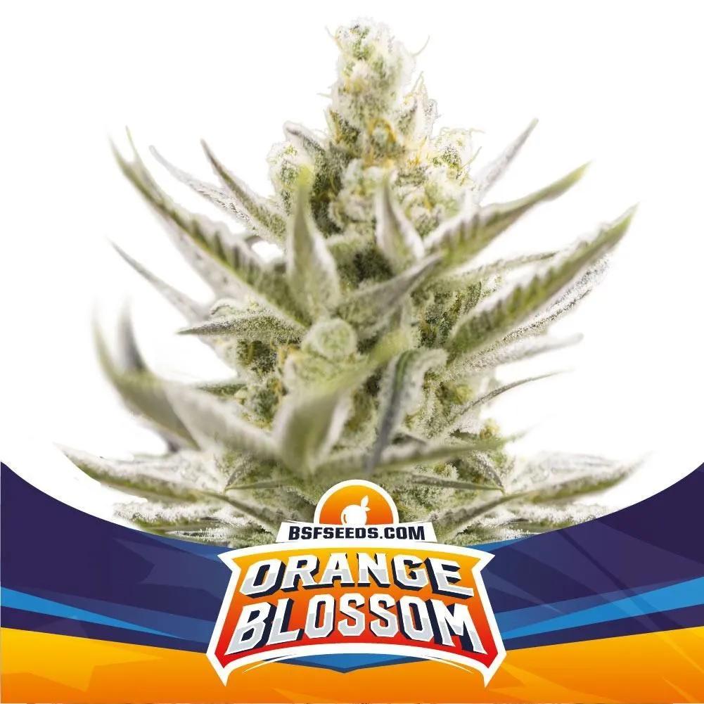 Orange Blossom XXL
