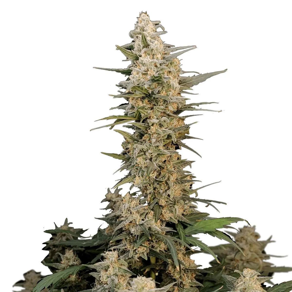 Original Auto Critical