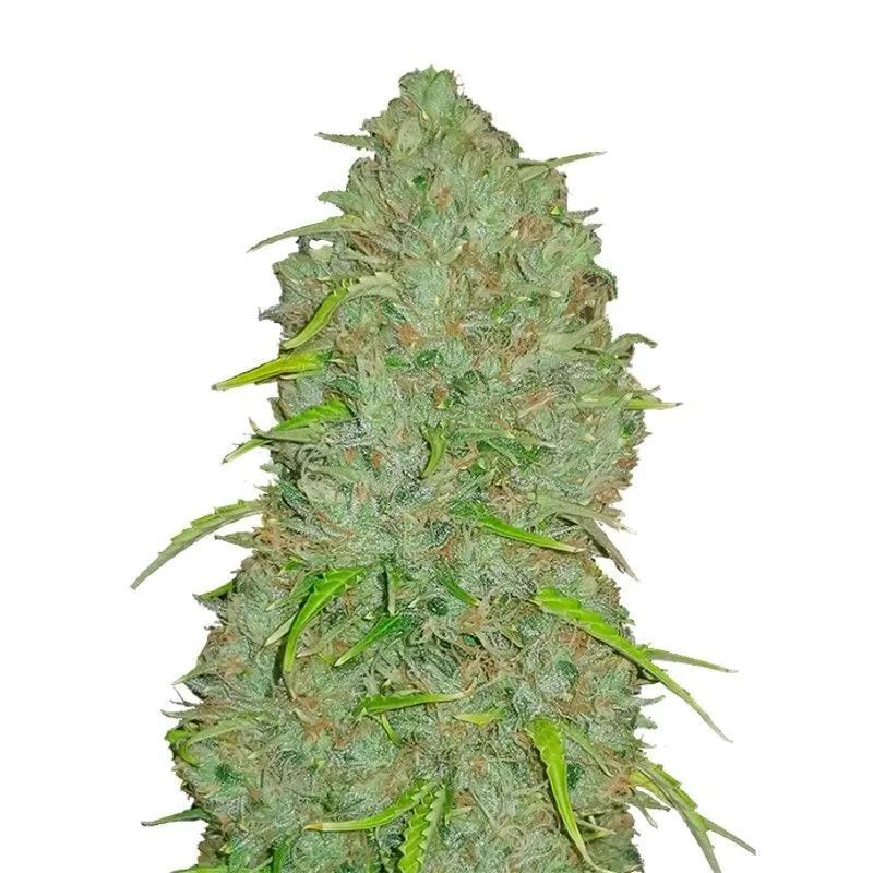 Original Auto Jack Herer