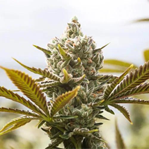 Panjshir Real Kush