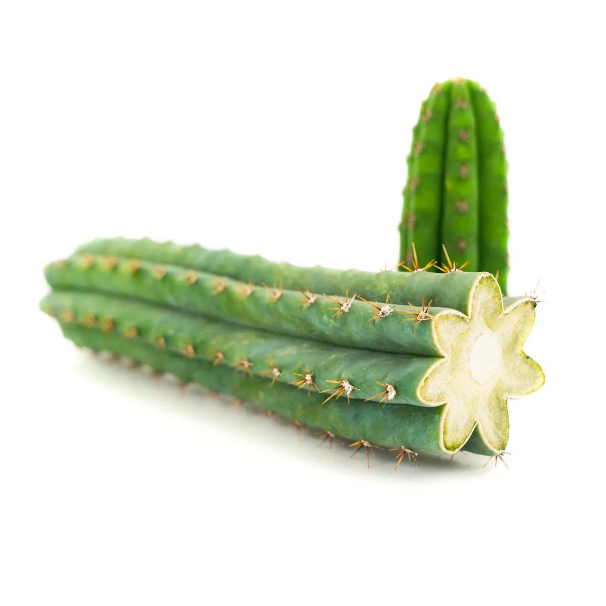 Peruviansk fakkelkaktus