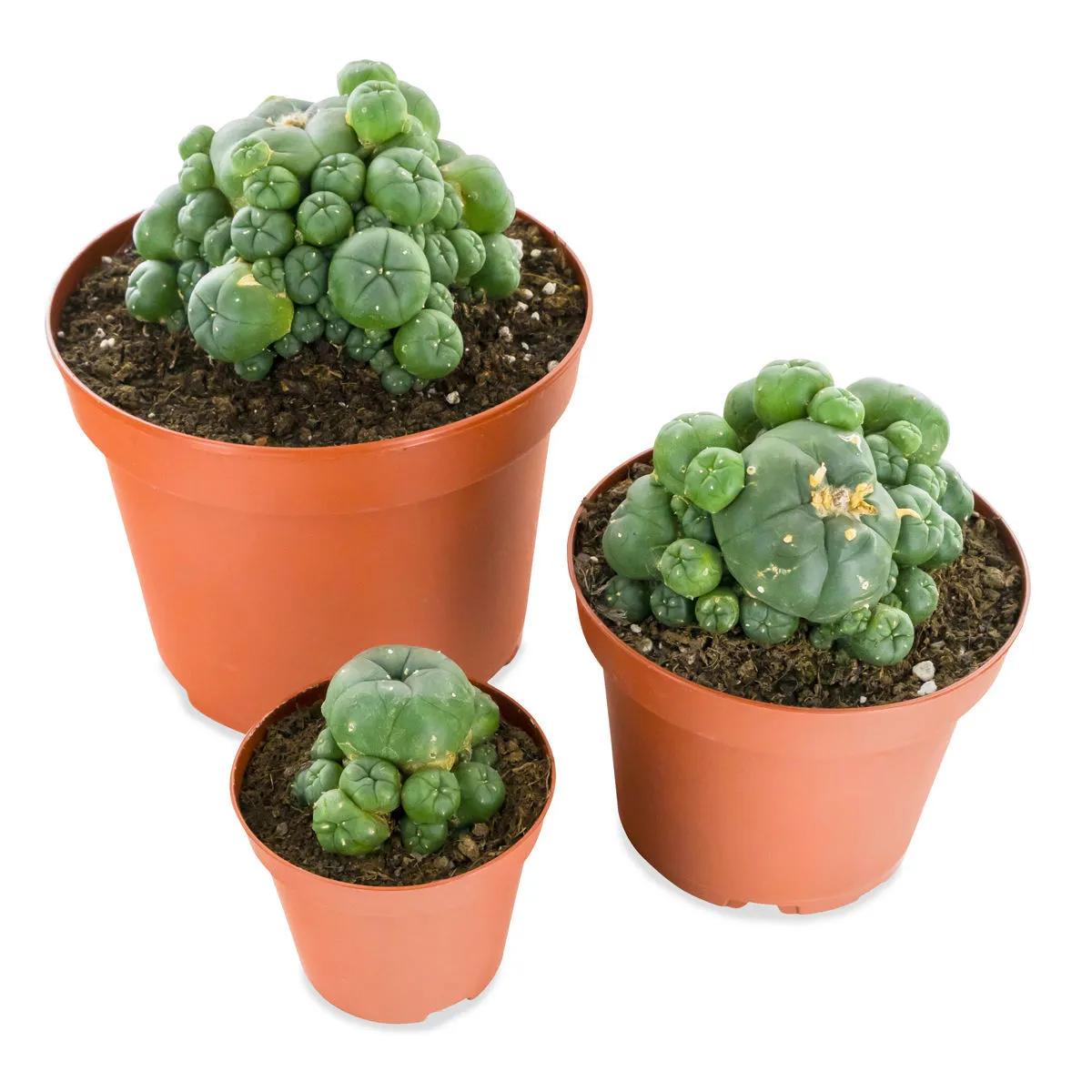 Peyote med skud