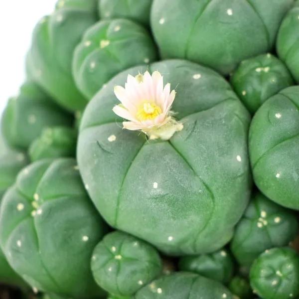 Peyote med skud