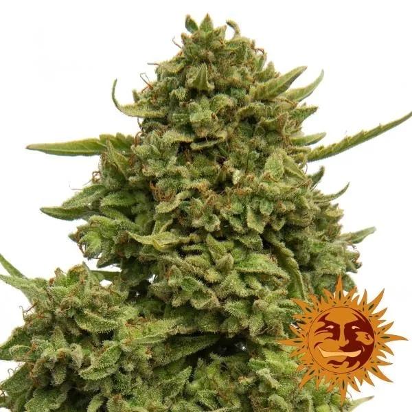 Pineapple Chunk