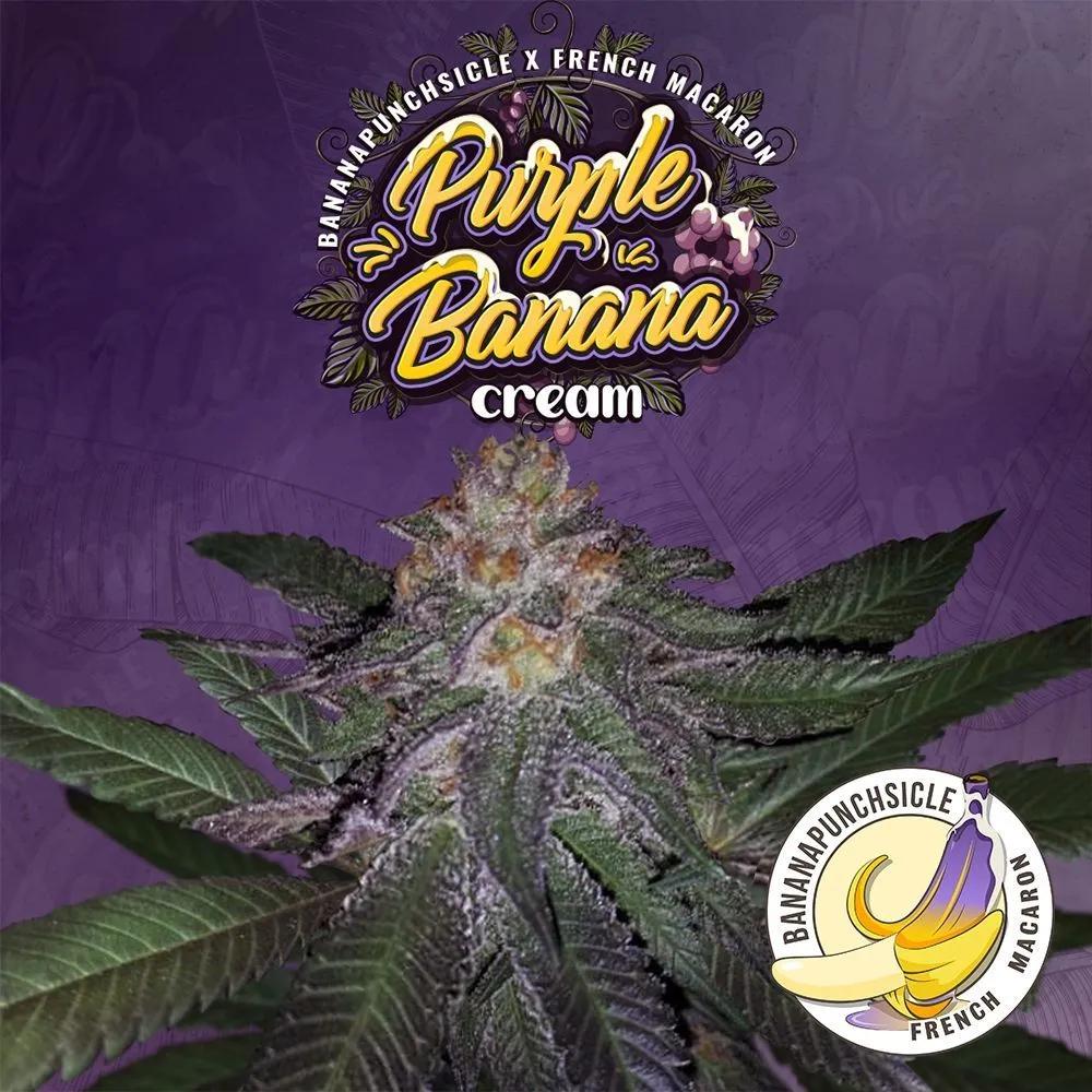 Purple Banana Cream (T.H.Seeds)