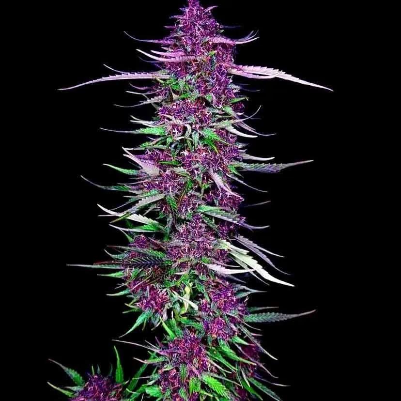Purple Berry Kush