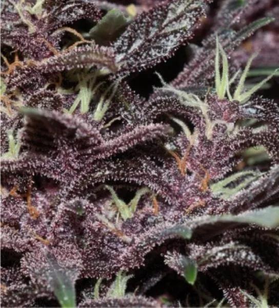 Purple Kush Auto