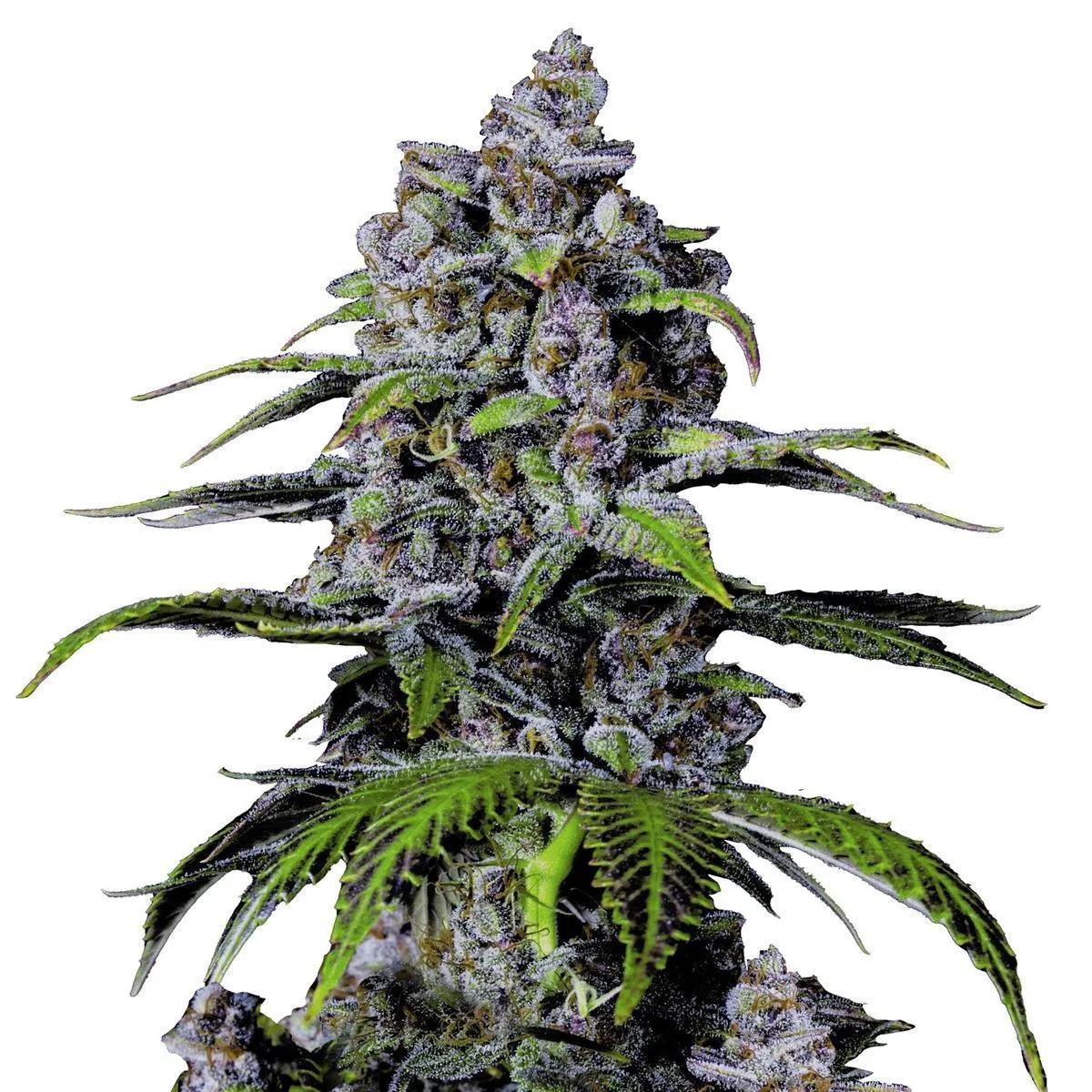 Purple Lemonade FF