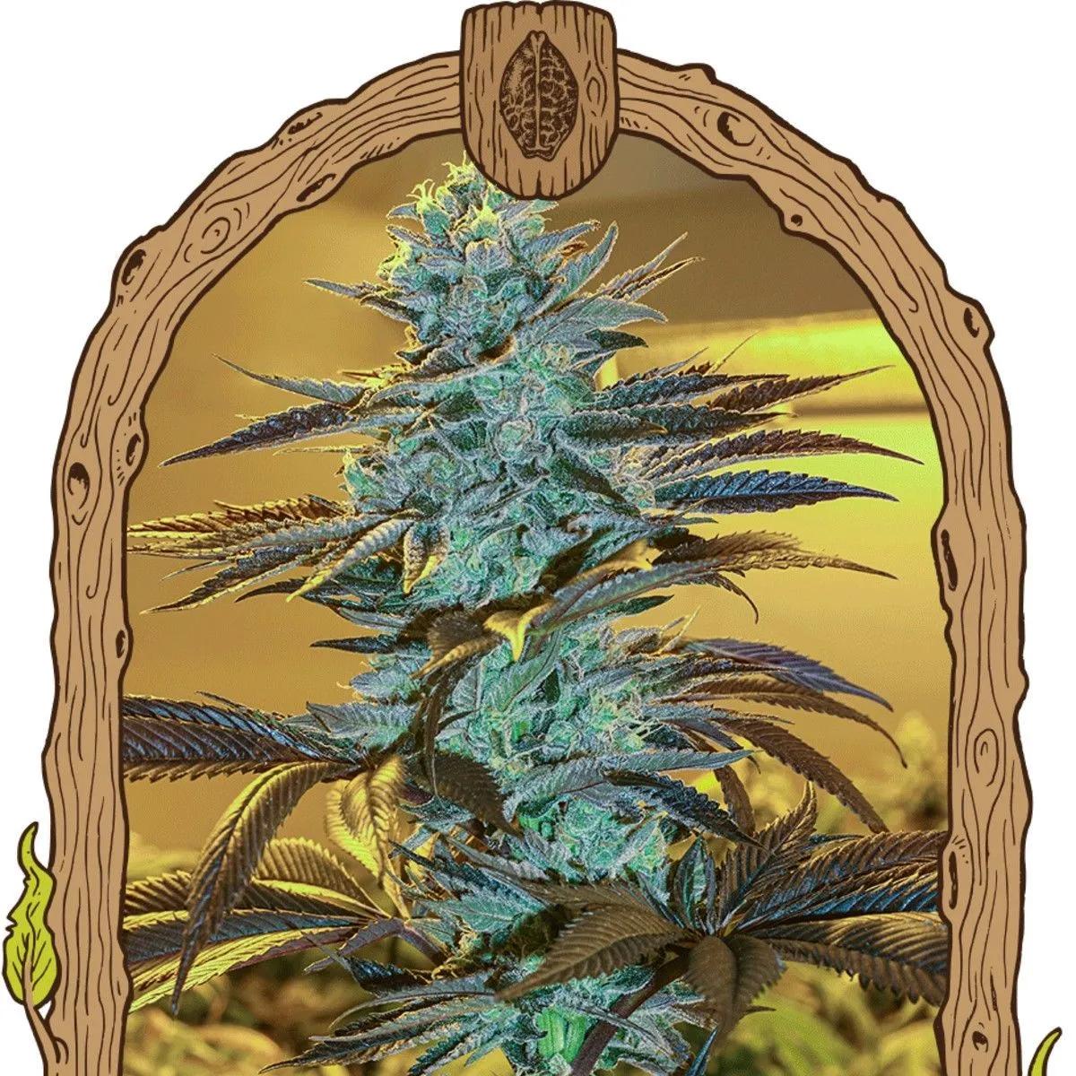 Purple Monkey Auto (Exotic Seed)