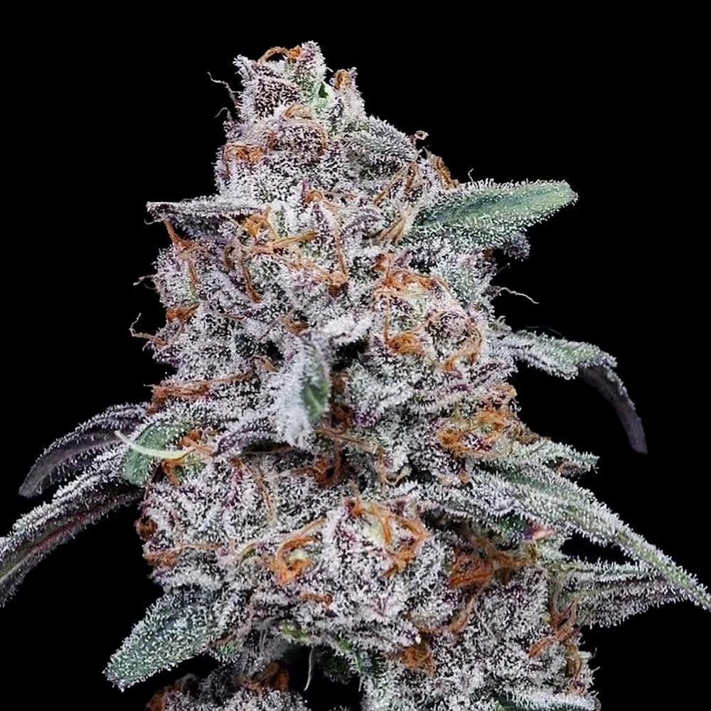 Purple People Eater