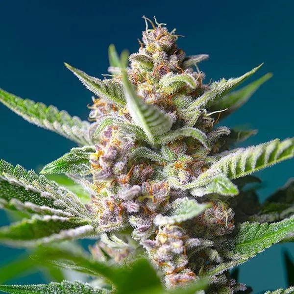 Purple Punch OG