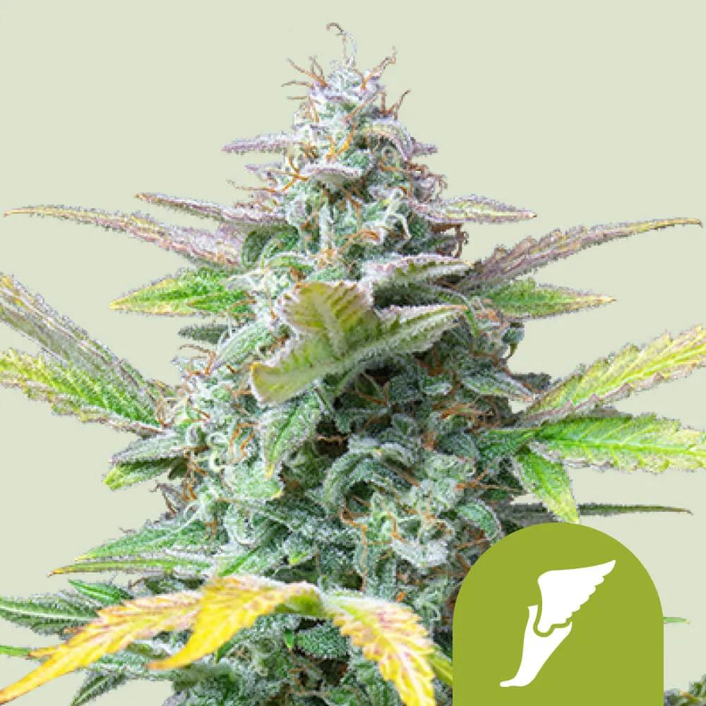 Quick One Autoflower