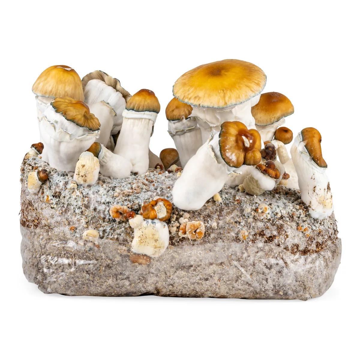 Ready-2-Grow Pose 'Hillbilly Pumpkin'