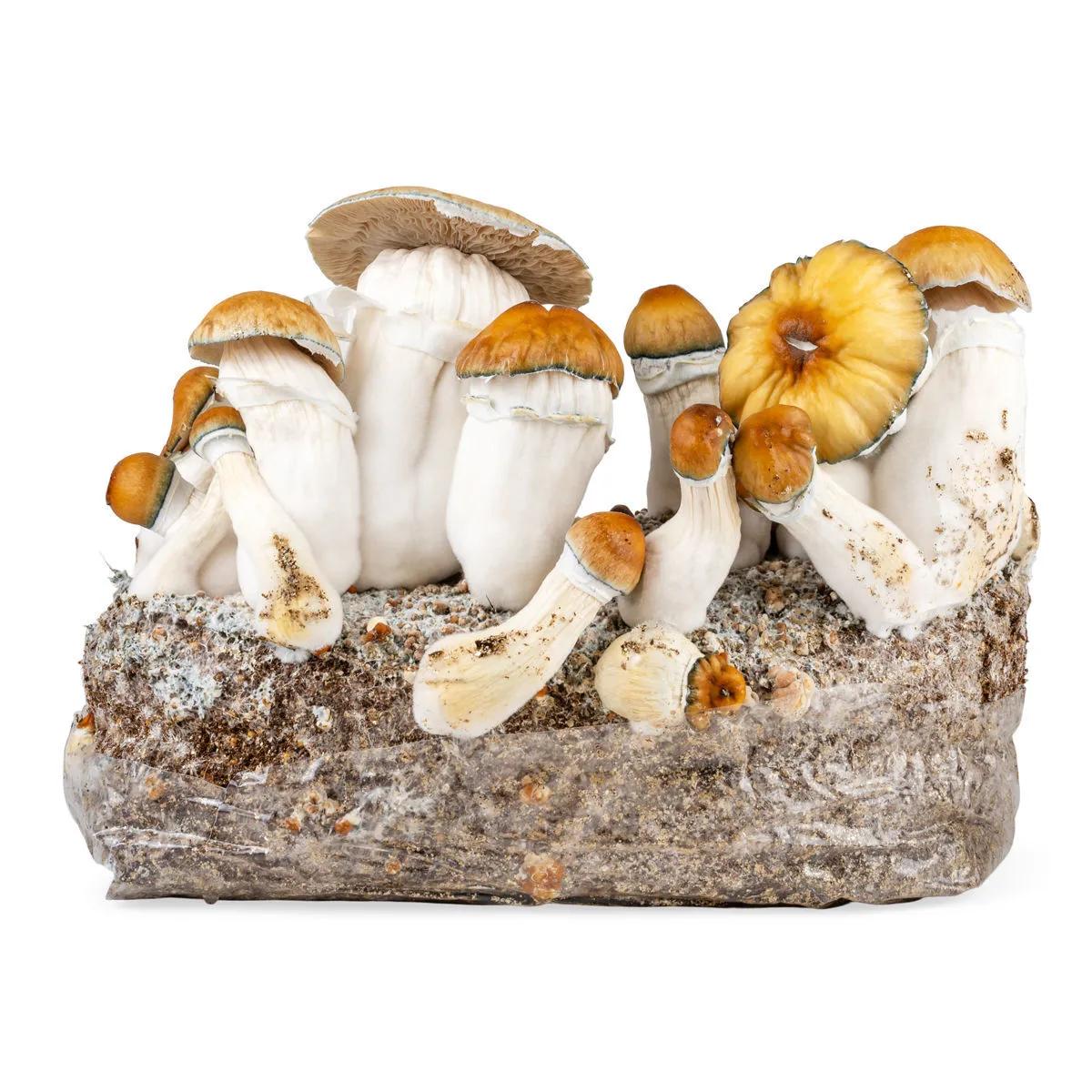 Ready-2-Grow Pose 'Hillbilly Pumpkin'