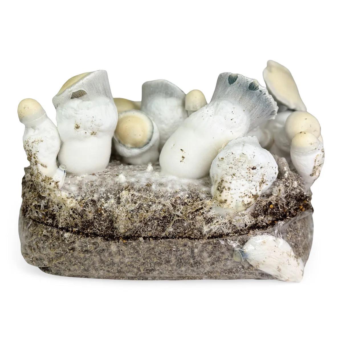 Ready-2-Grow-pose 'Jack Rabbit'