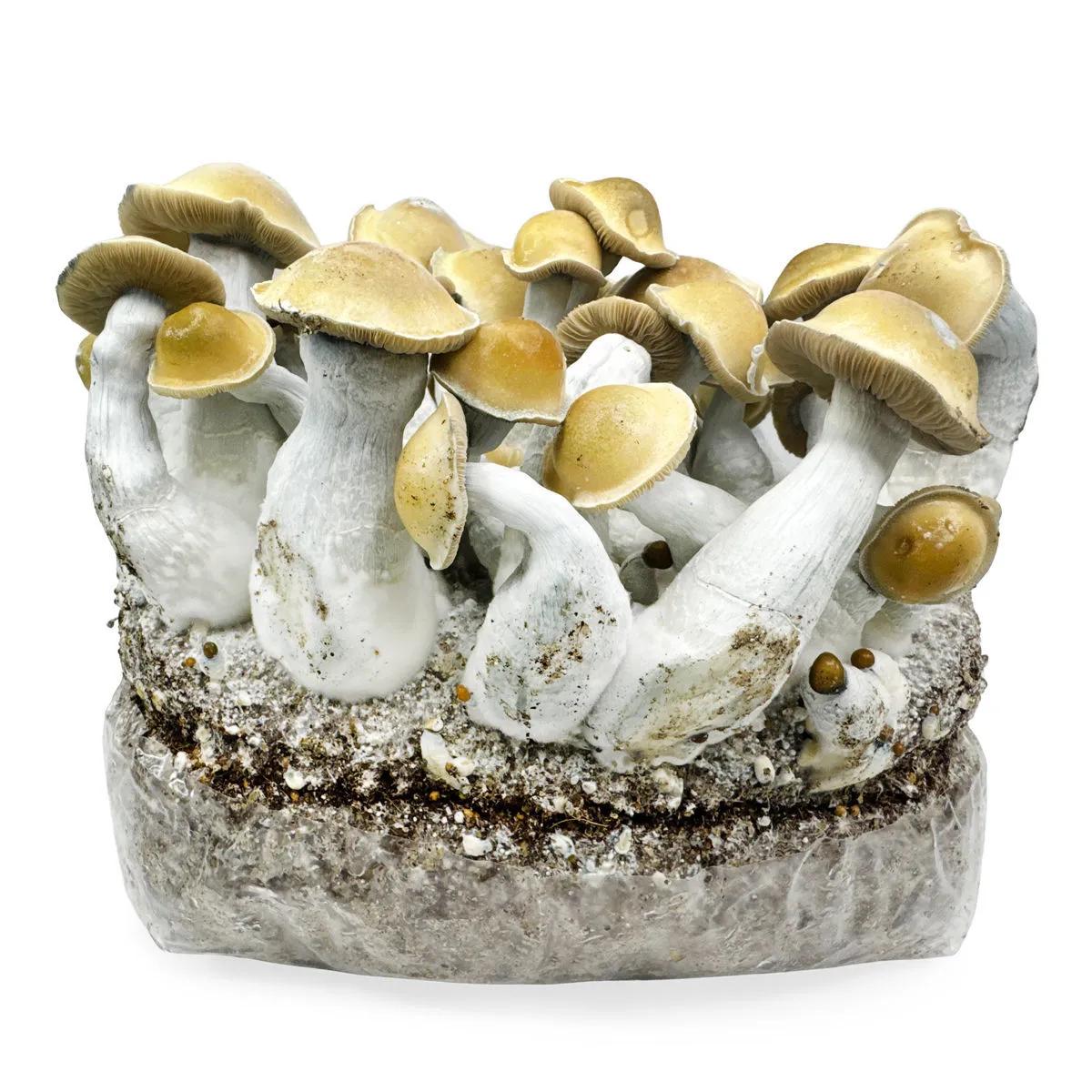 Ready-2-Grow Dyrkningspose 'Makilla Gorilla'
