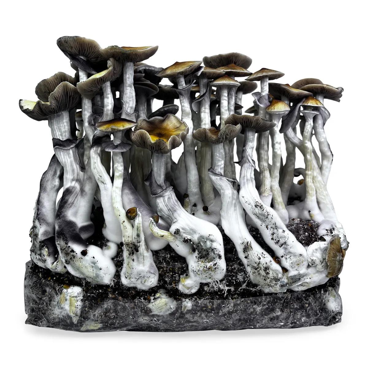 Ready-2-Grow-pose 'McKennaii'