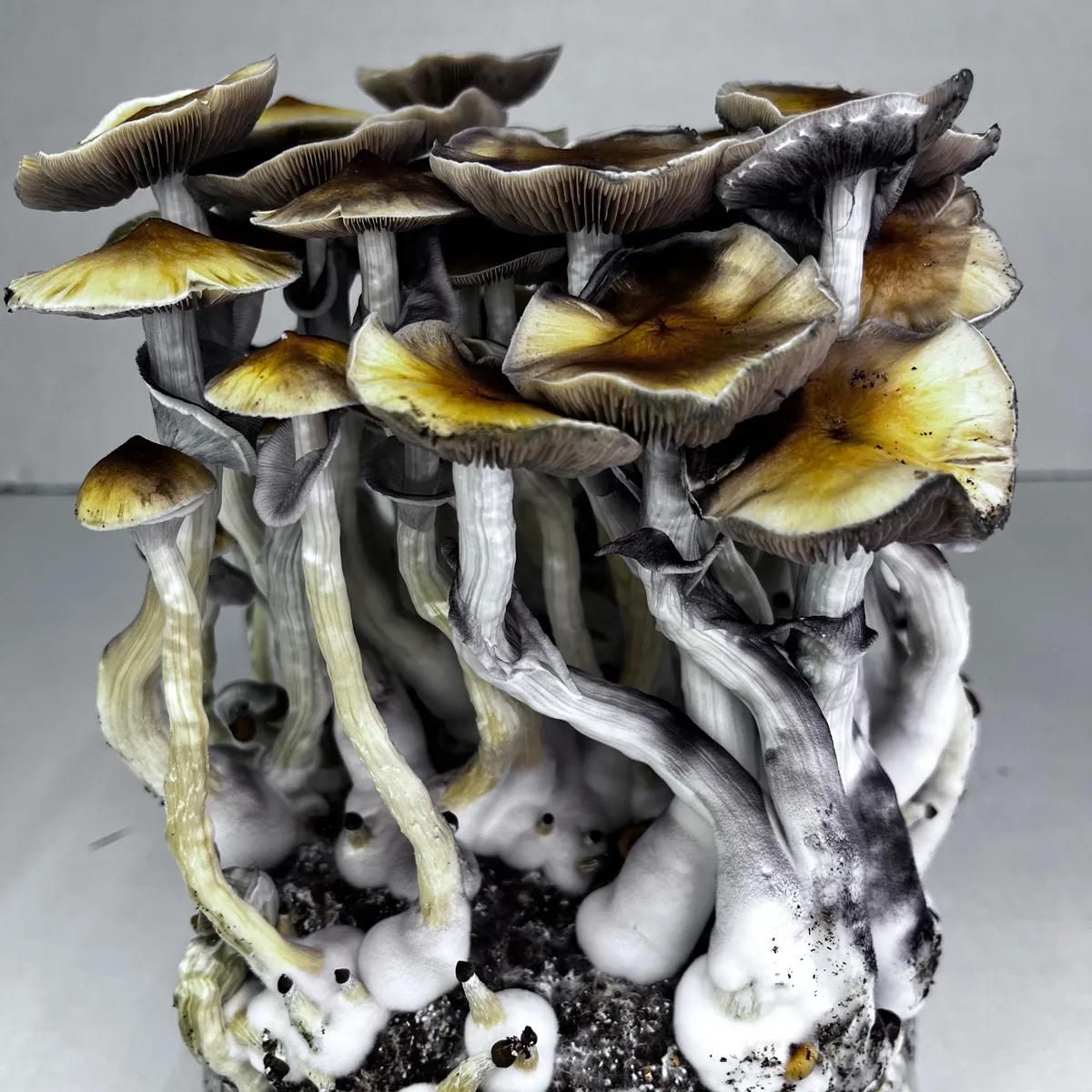 Ready-2-Grow-pose 'McKennaii'