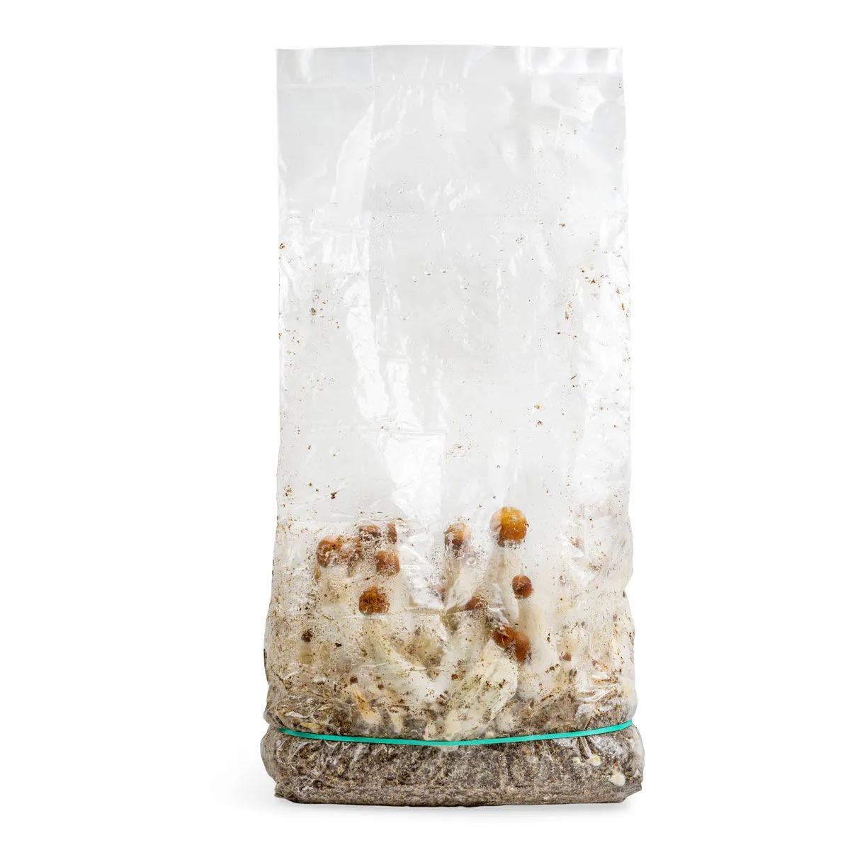 Ready-2-Grow dyrkningspose 'MVP'
