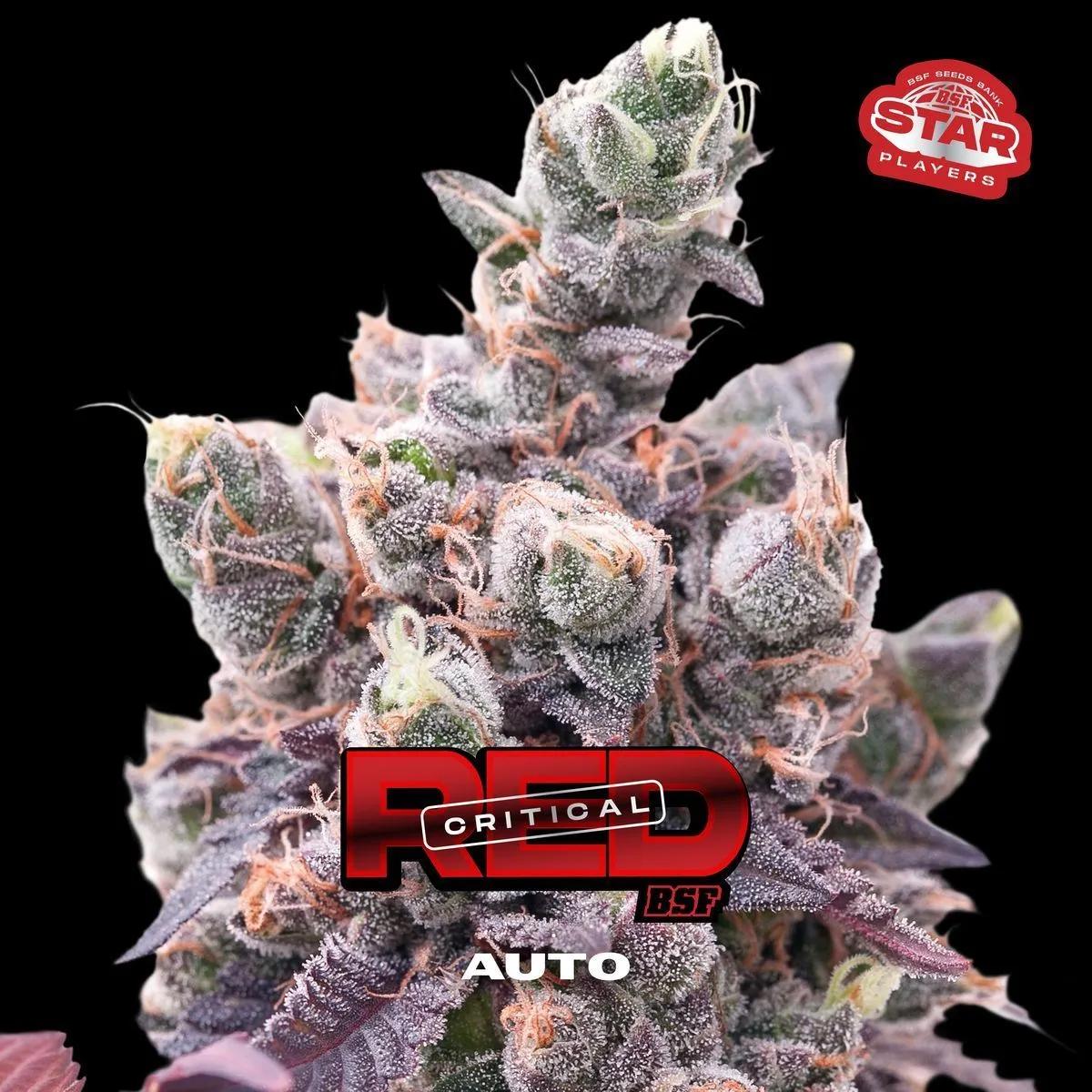 Red Critical Auto
