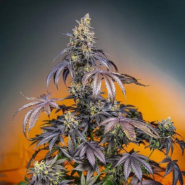 Red Gorilla Girl XL