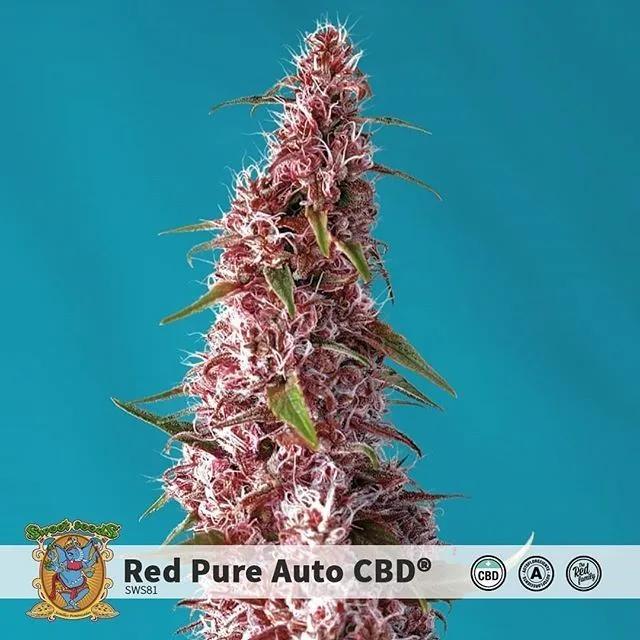 Red Pure Auto CBD