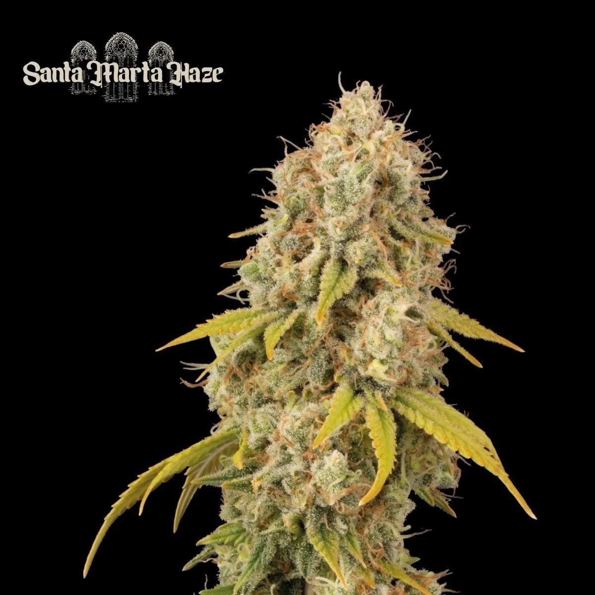 Santa Marta Haze (Seedstockers)