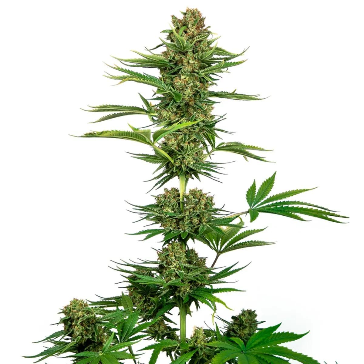 Satin Black Domina CBD